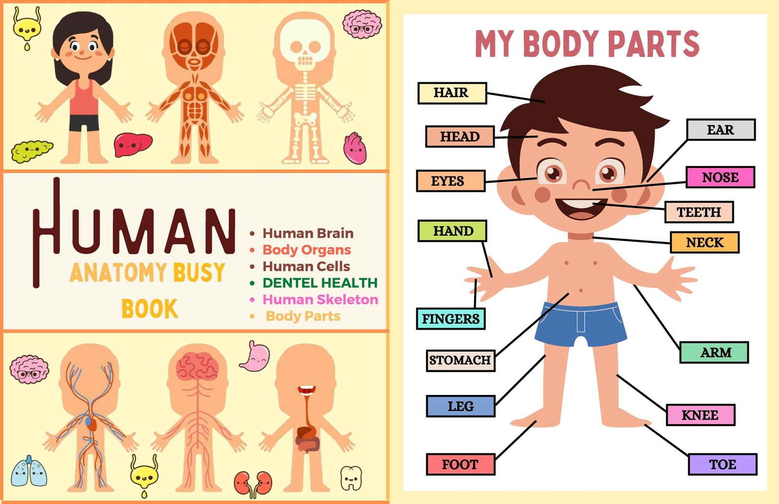 human anatomy busy book